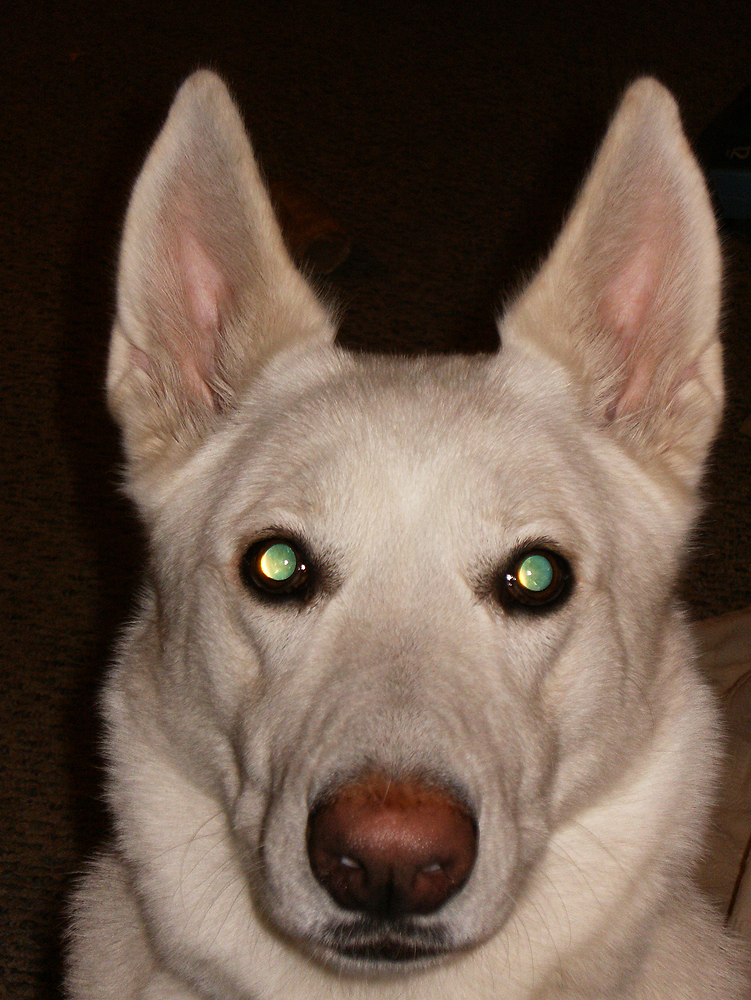 54 HQ Pictures White German Shepherd Puppies Indiana / White German Shepherd 6 months | German shepherd puppies ...