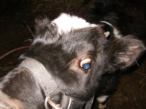 Lily--Holstein Heifer Calf