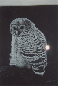 Snowy Owlet--Charcoal on black